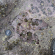 The meat-eating theropod who left this track measured about six feet in height.